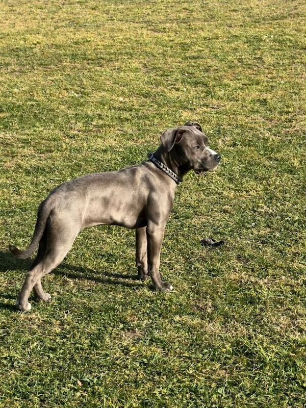 8 months old Staffordshire terrier - Image 2 of 6