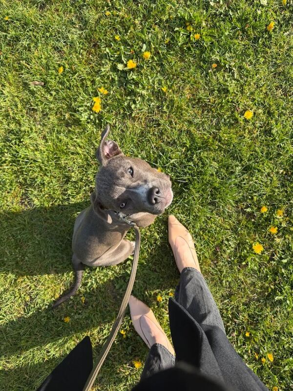 8 months old Staffordshire terrier - Image 3 of 6