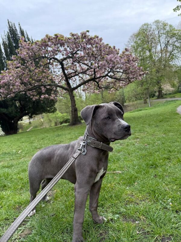 8 months old Staffordshire terrier - Image 4 of 6