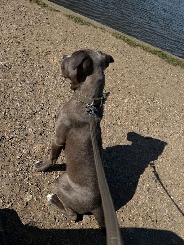 8 months old Staffordshire terrier - Image 5 of 6