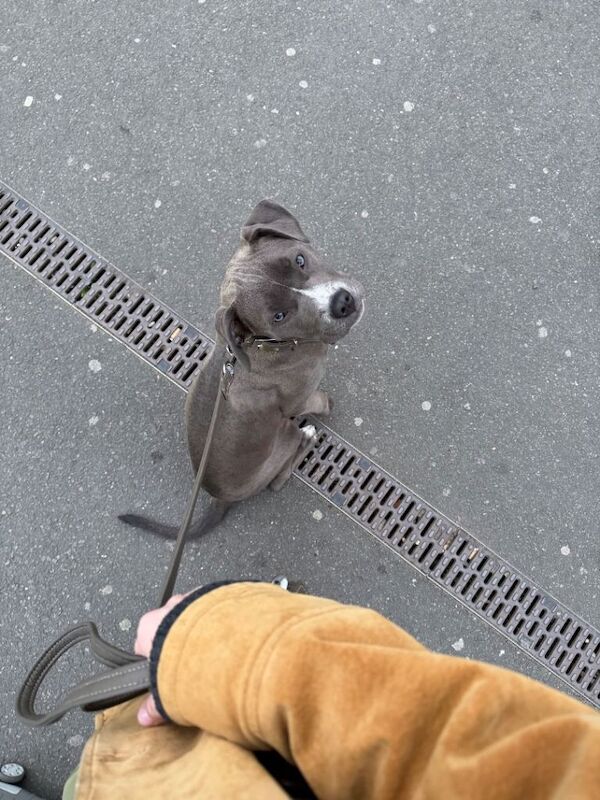 8 months old Staffordshire terrier - Image 6 of 6