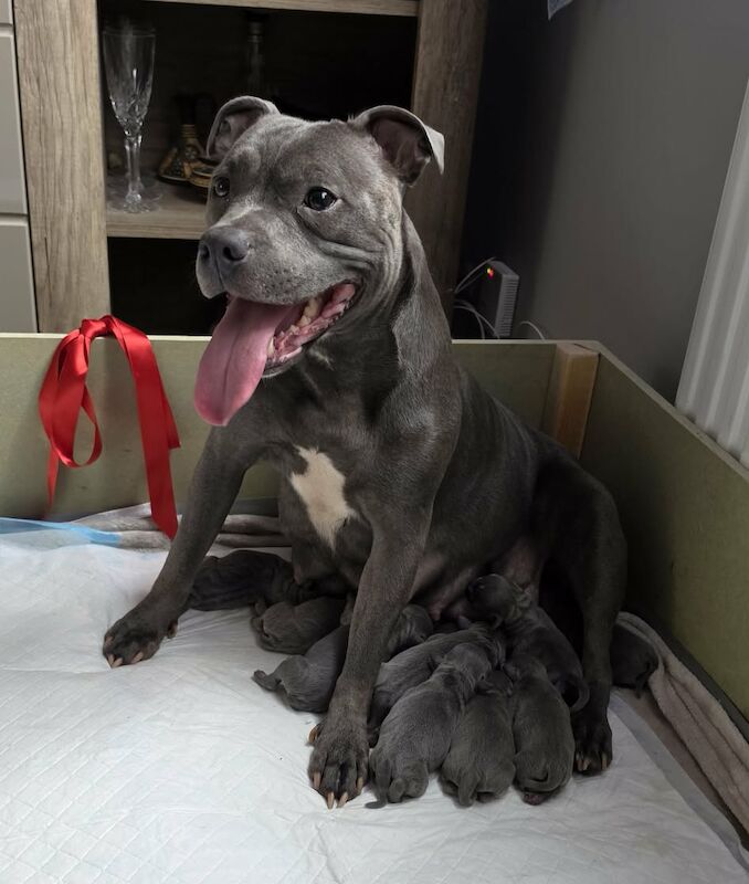 8 stunning puppies for sale
