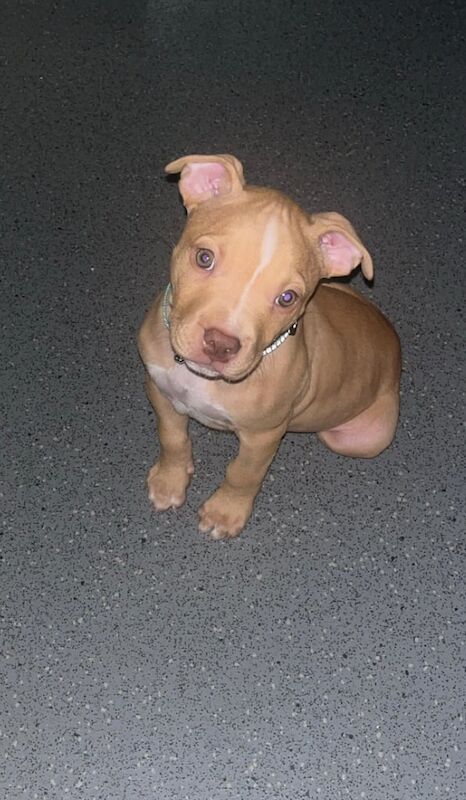 Terrier Puppies Red English Staffy Red Staffordshire Bull Terrier