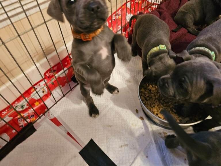 Staffordshire Bull Terrier puppies for sale in Haddington, East Lothian – 7 weeks old