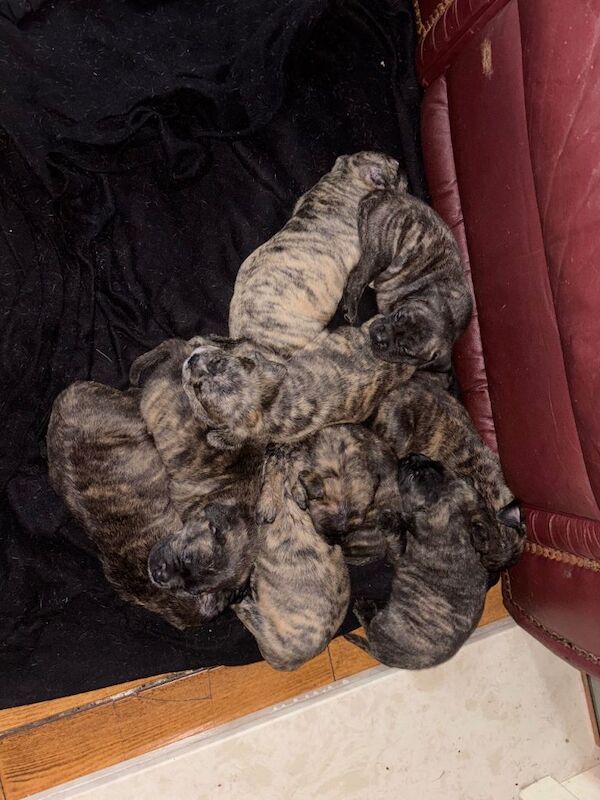 9 beautiful puppies