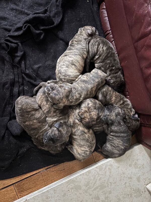 9 beautiful puppies - Image 2 of 5