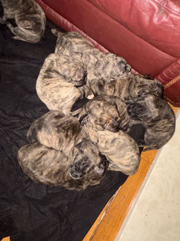 9 beautiful puppies - Image 3 of 5