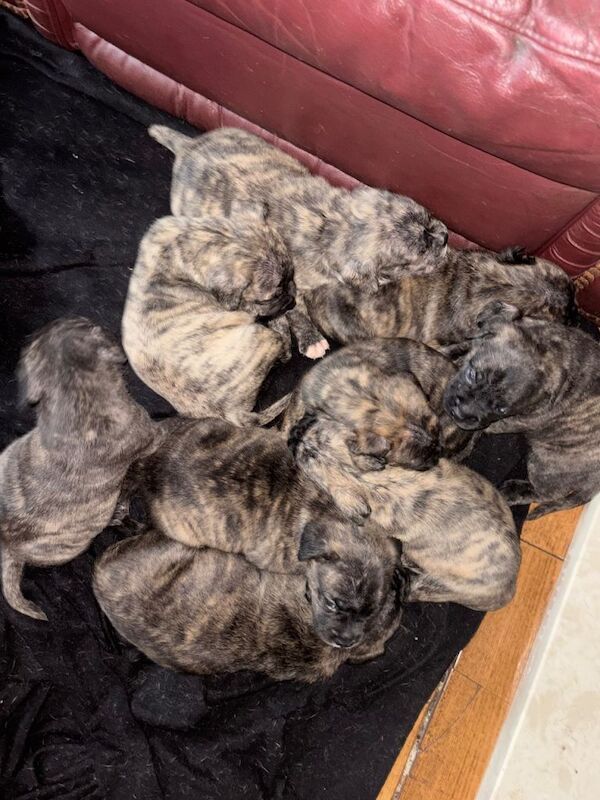 9 beautiful puppies - Image 4 of 5