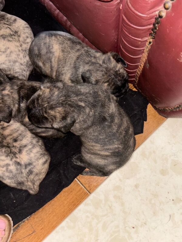 9 beautiful puppies - Image 5 of 5