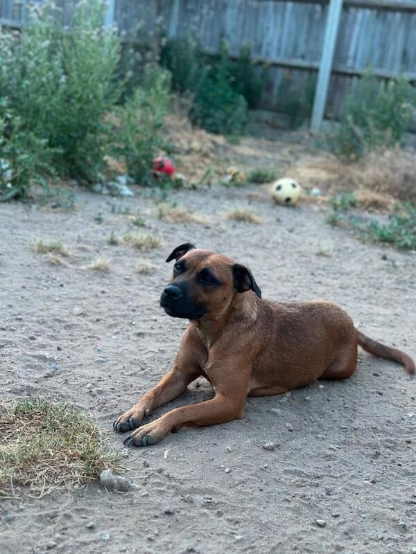 Staffordshire Bull Terrier Puppies For Sale Under £1,000