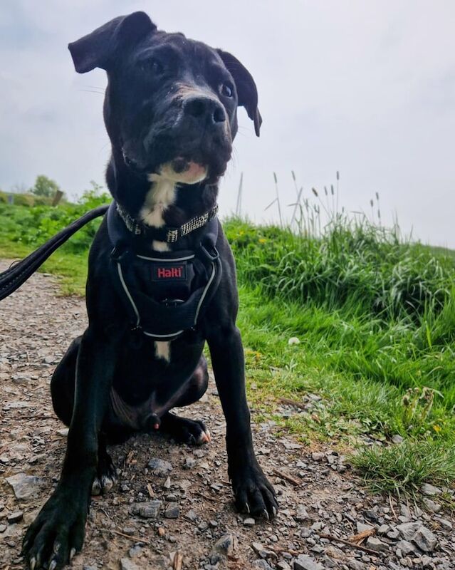 Staffordshire Bull Terrier puppies for sale in Weston-super-Mare, Somerset – 9 months old