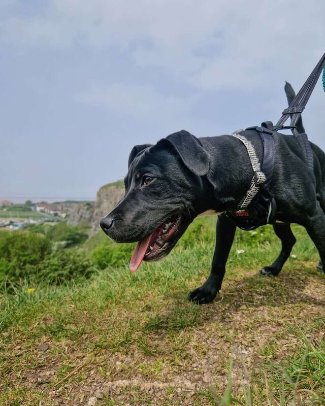 Staffordshire Bull Terrier puppies for sale in Weston-super-Mare, Somerset – 9 months old - Image 2 of 2