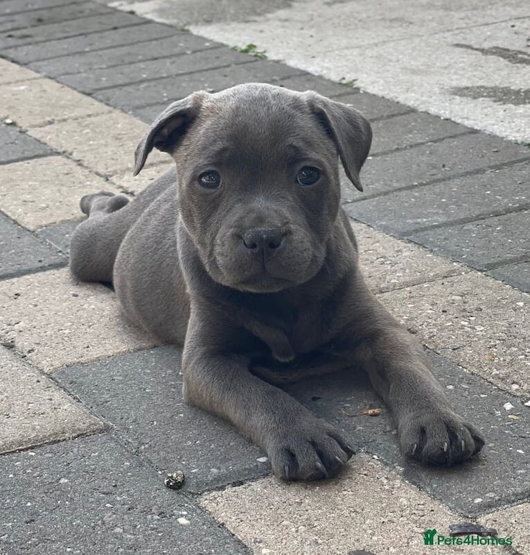 Staffordshire Bull Terrier puppies for sale in Edgware, Greater London – 9 weeks old
