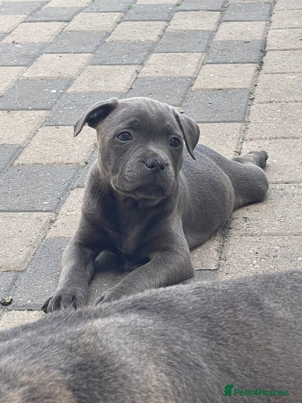 Staffordshire Bull Terrier puppies for sale in Edgware, Greater London – 9 weeks old - Image 2 of 3