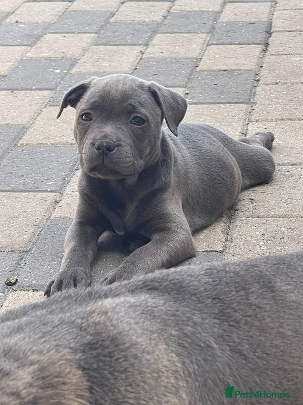 Staffordshire Bull Terrier puppies for sale in Edgware, Greater London – 9 weeks old - Image 3 of 3