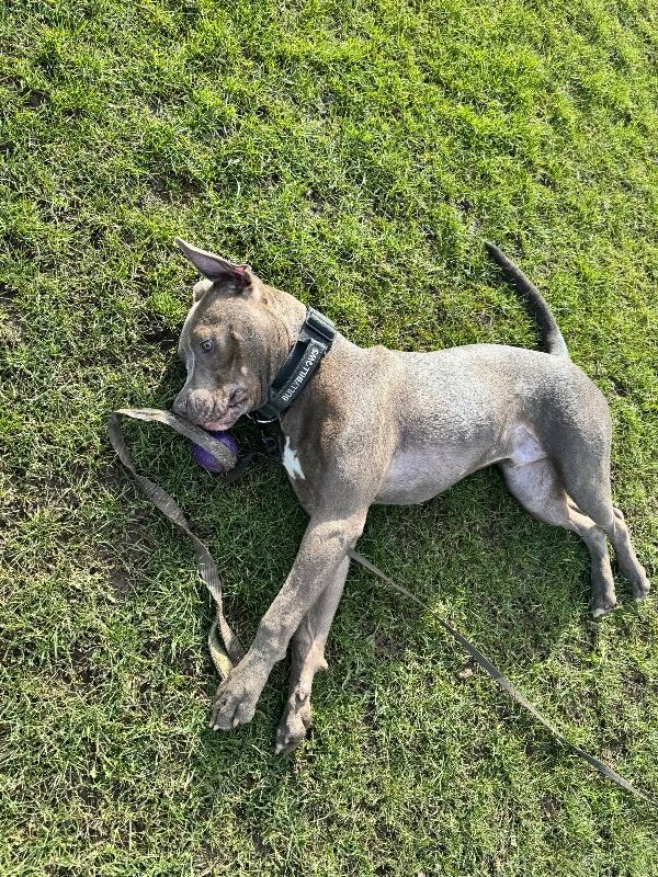 Staffie Puppies For Sale