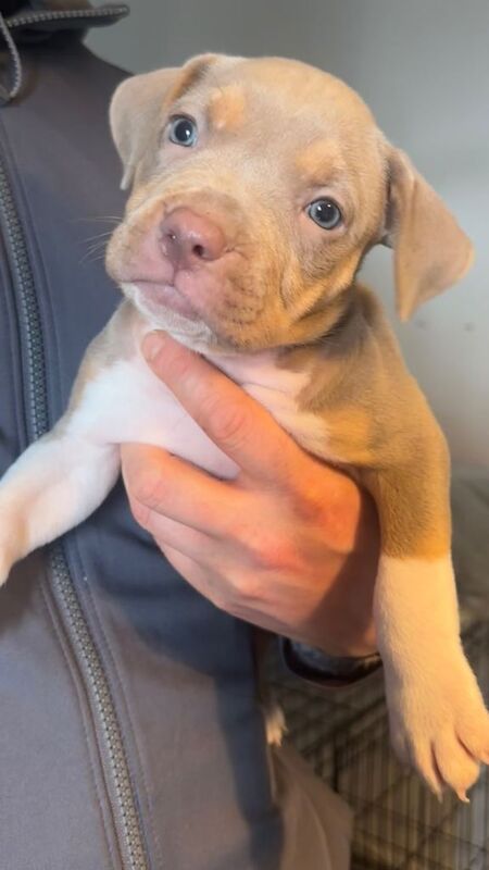 Staffie Puppies For Sale