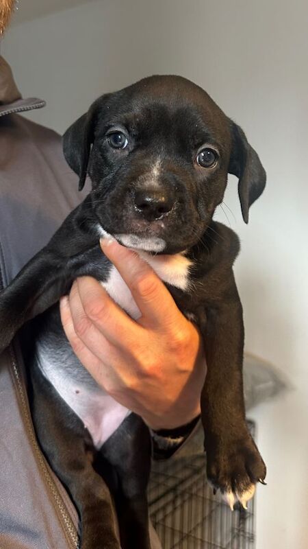 Adorable Female Staffy Cross Puppies Looking for Loving Homes - Image 2 of 3