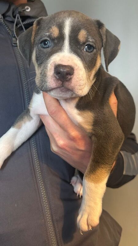 Adorable Female Staffy Cross Puppies Looking for Loving Homes - Image 3 of 3