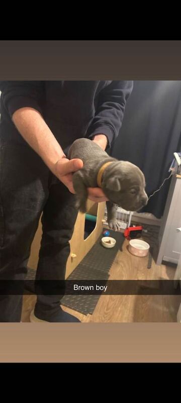 Adorable french bulldog/staffie puppies looking for a Loving Home