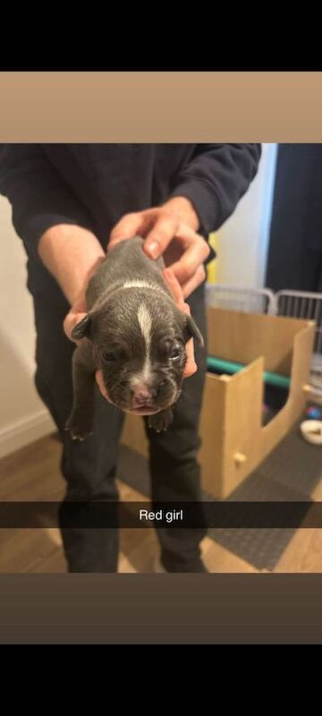 Adorable french bulldog/staffie puppies looking for a Loving Home - Image 2 of 5