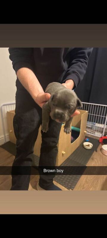 Adorable french bulldog/staffie puppies looking for a Loving Home - Image 3 of 5