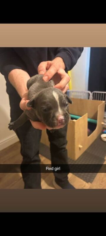 Adorable french bulldog/staffie puppies looking for a Loving Home - Image 4 of 5