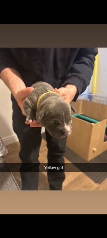 Adorable french bulldog/staffie puppies looking for a Loving Home - Image 5 of 5