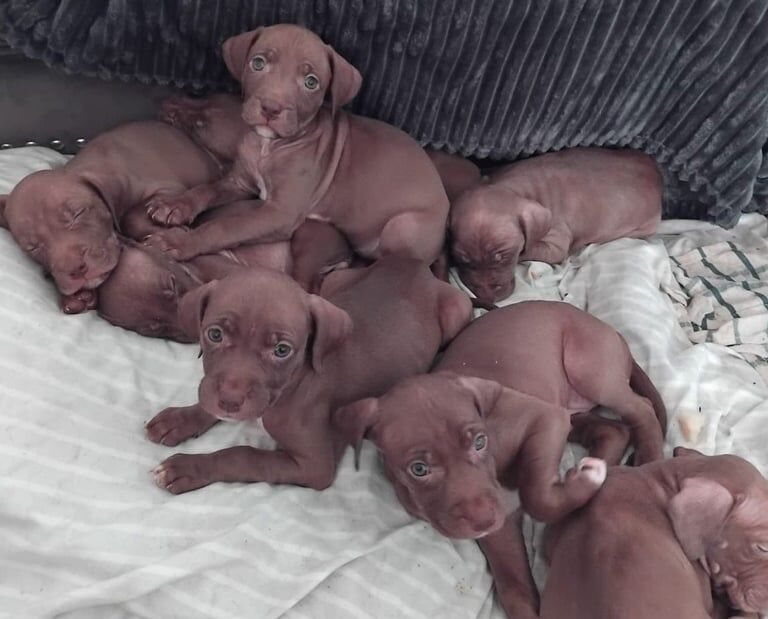 Staffordshire Bull Terrier puppies for sale in Camden Town, Greater London – 10 months old - Image 1 of 3