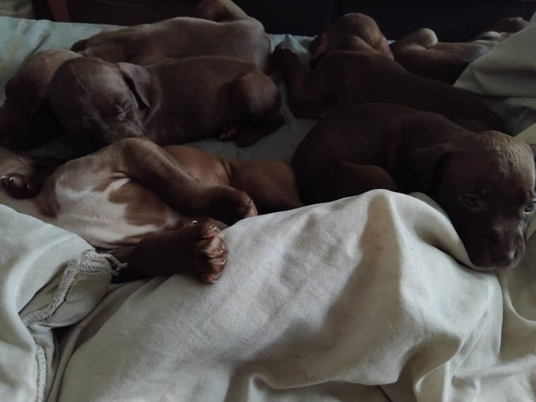 Adorable Puppies for Sale – Ready for Their Forever Homes! 🐾 Weiermerna & Staff cross for sale in Camden Town, Greater London - Image 2