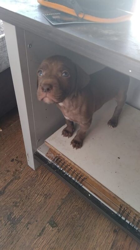 Adorable Puppies for Sale – Ready for Their Forever Homes! 🐾 Weiermerna & Staff cross for sale in Camden Town, Greater London - Image 3