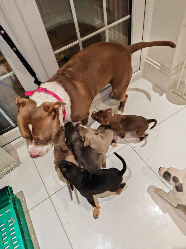 Staffordshire Bull Terrier puppies for sale in Watford, Hertfordshire – 1 year old - Image 2 of 3