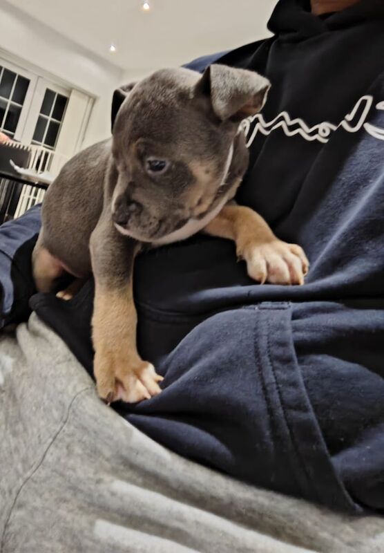 Staffordshire Bull Terrier puppies for sale in Watford, Hertfordshire – 1 year old - Image 3 of 3