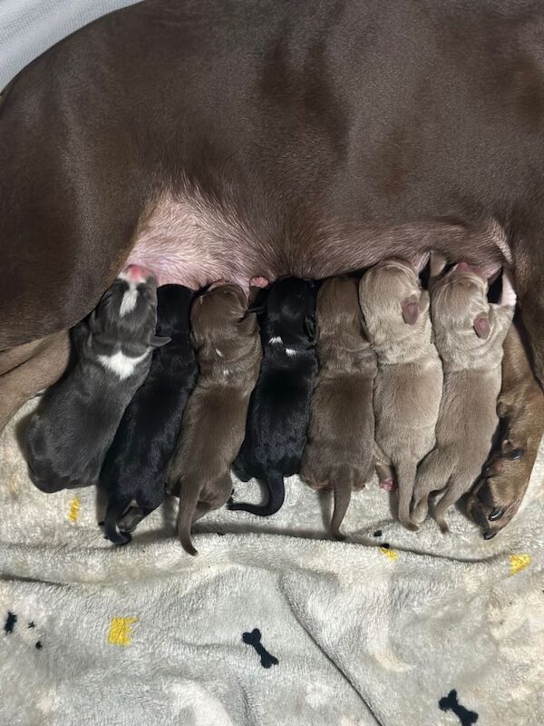 Adorable Staffy Cross Puppies Looking for Loving Homes