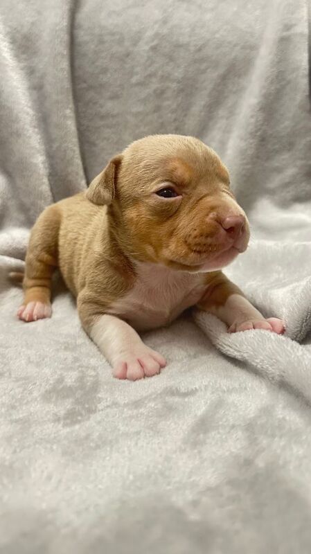Adorable Staffy Cross Puppies Looking for Loving Homes - Image 2 of 5