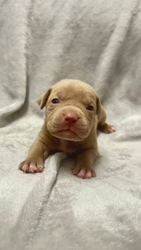 Adorable Staffy Cross Puppies Looking for Loving Homes - Image 3 of 5