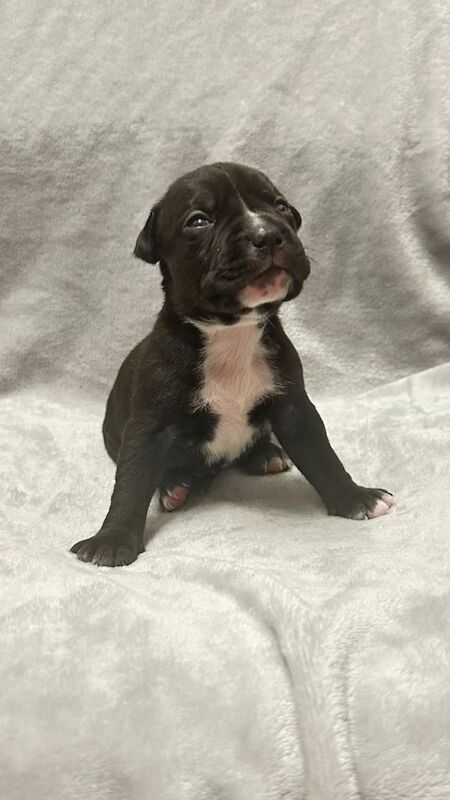 Adorable Staffy Cross Puppies Looking for Loving Homes - Image 4 of 5