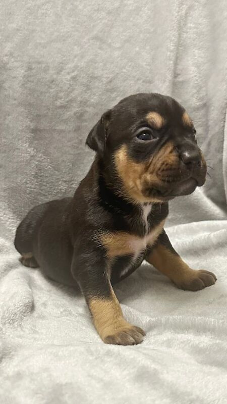 Adorable Staffy Cross Puppies Looking for Loving Homes - Image 5 of 5