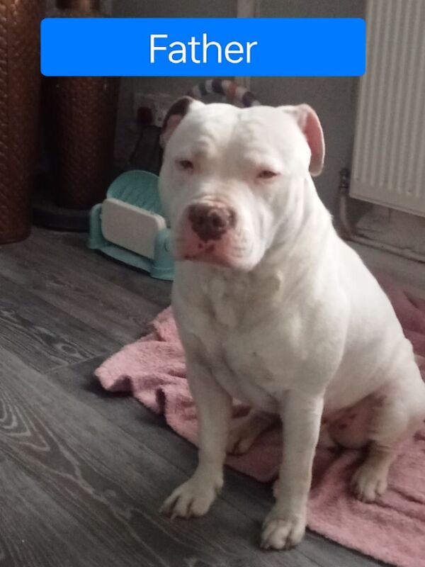 All White Staffordshire bull terrier pups for sale £600 for sale in Stockport Great Moor, Greater Manchester