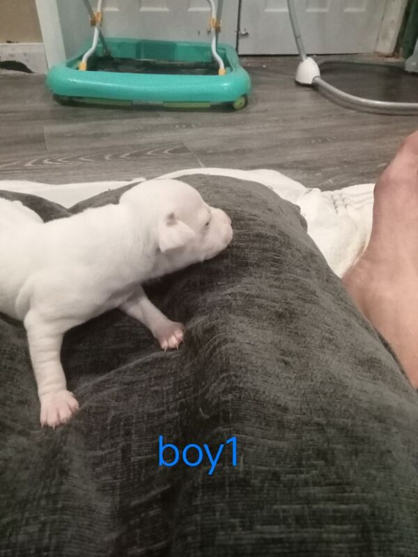 All White Staffordshire bull terrier pups  for sale £600 for sale in Stockport Great Moor, Greater Manchester | Image 4