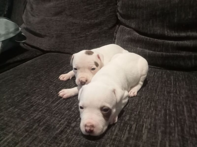 All White Staffordshire bull terrier pups last X2 female for sale 600 for sale in Stockport Great Moor, Greater Manchester | Image 4