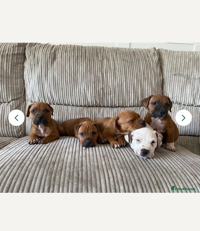 Staffordshire Bull Terrier puppies for sale in Cheltenham, Gloucestershire – 8 weeks old