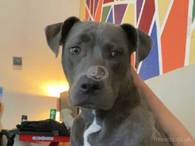 Staffordshire Bull Terrier puppies for sale in Warrington, Cheshire – 1 year old - Image 1 of 5