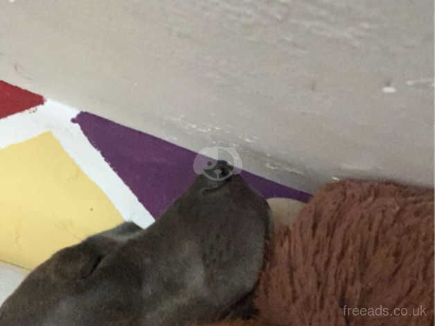 Staffordshire Bull Terrier puppies for sale in Warrington, Cheshire – 1 year old - Image 4 of 5