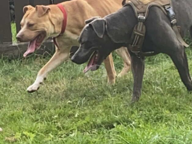 Staffordshire Bull Terrier puppies for sale in Warrington, Cheshire – 1 year old - Image 5 of 5