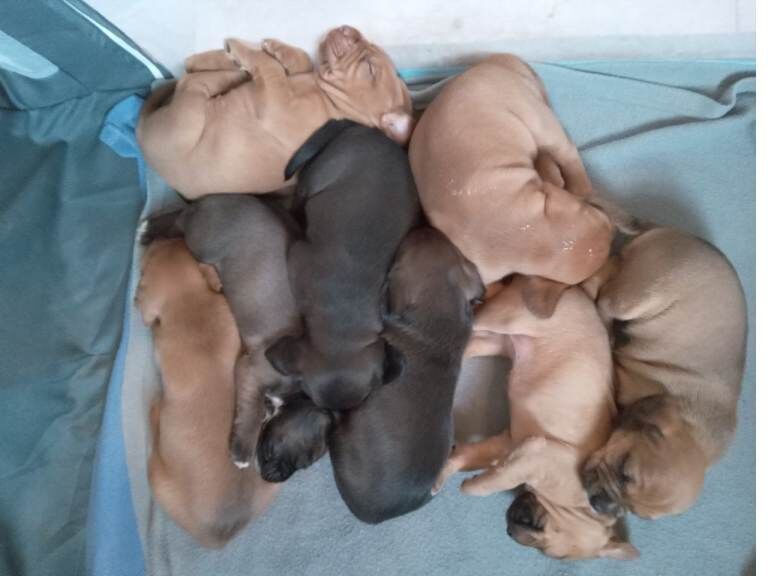 American bull staffys for sale - Image 2 of 4