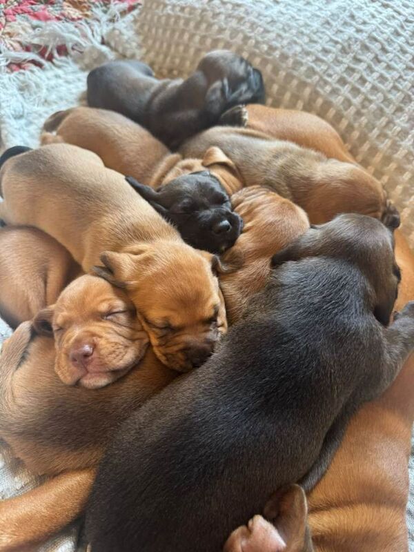 American bull staffys for sale - Image 3 of 4
