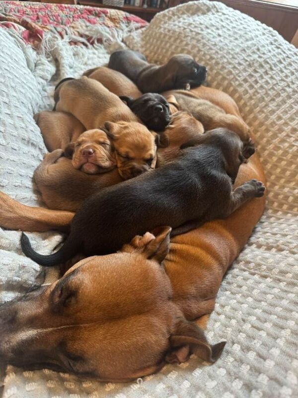 American bull staffys for sale - Image 4 of 4