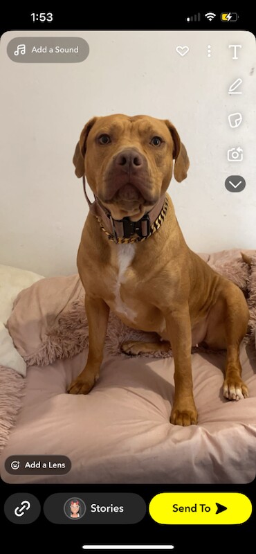 American bully Staffies - Image 3 of 5