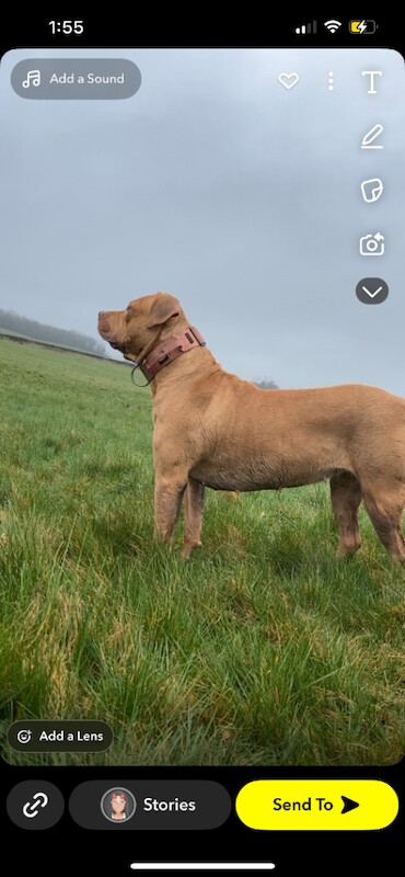 American bully Staffies - Image 5 of 5